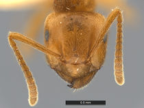 Lasius-speculiventris-MCZ001H.jpg