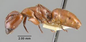 MCZ-ENT00021535 Camponotus schaefferi hal.jpg