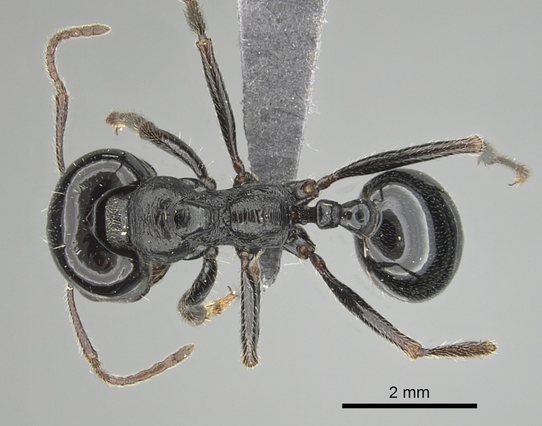 File:Messor ebeninus casent0263749 d 1 high.jpg