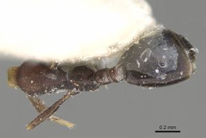 Monomorium najrane casent0922335 d 1 high.jpg