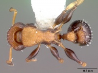 Nesomyrmex pittieri psw10608-4 dorsal 1.jpg