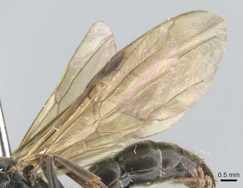 File:Pachycondyla aenescens casent0317485 p 2 high.jpg