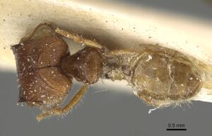 Pheidole minensis casent0922386 d 1 high.jpg