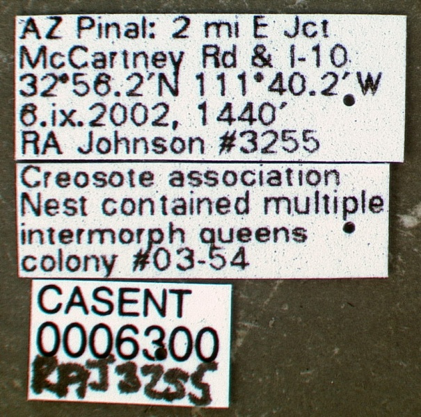 File:Pogonomyrmex pima casent0006300 label 1.jpg