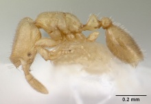 Solenopsis tetracantha casent0178148 profile 1.jpg