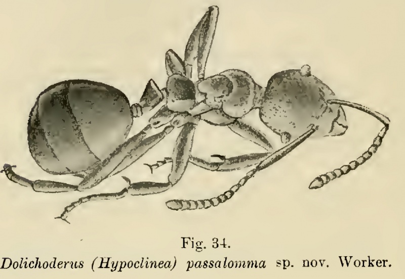 File:Wheeler 1915i-96 Dolichoderus passalomma.jpg