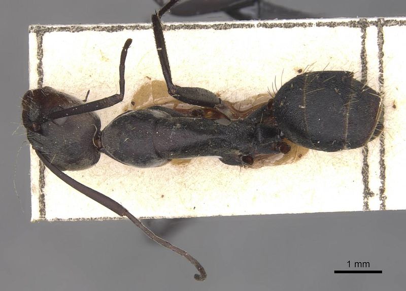 File:Camponotus eugeniae amplior casent0910318 d 1 high.jpg