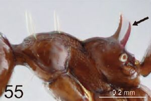 Crematogaster storki P2.jpg