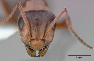 Formica aerata casent0005359 head 2.jpg