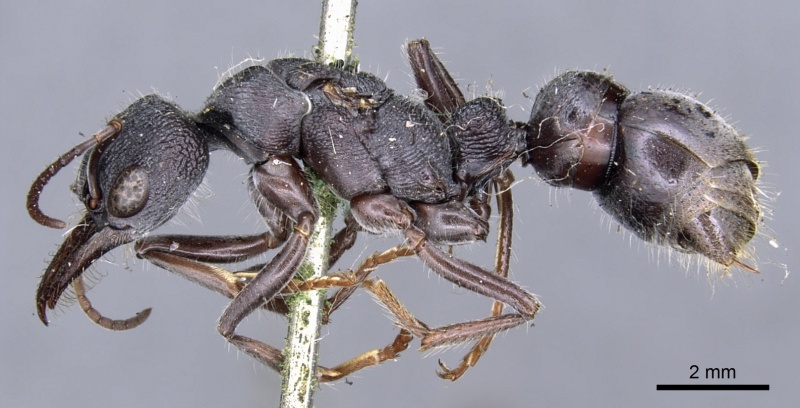 File:Myrmecia rugosa casent0902801 p 1 high.jpg