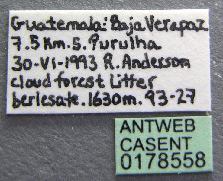 File:Perissomyrmex snyderi casent0178558 label 1.jpg