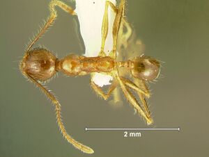 Pheidole-plagiariaDm3.2.jpg