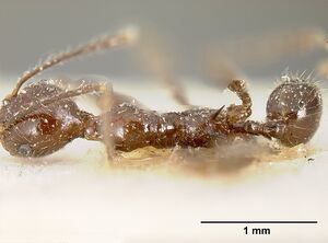 Pheidole ajax jtlc000014065 dorsal 1.jpg