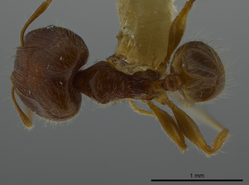 File:Pheidole bidens jtlc000016327 d 1 high.jpg