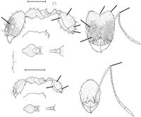 Pheidole skwarrae Wilson 2003.jpg