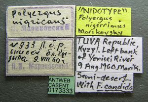 Polyergus nigerrimus casent0173333 label 1.jpg