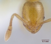 Solenopsis gnoma casent0104995 head 1.jpg