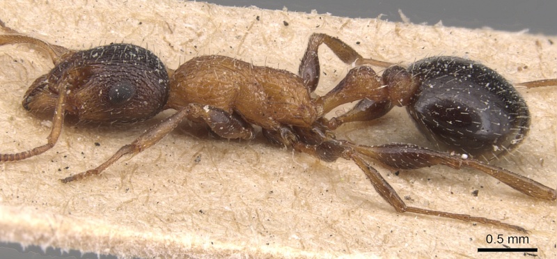 File:Temnothorax hesperius P casent0904736.jpg