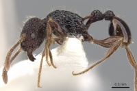 Tetramorium sculptatum casent0901081 p 1 high.jpg