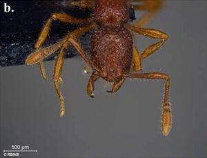 Tyrannomyrmex rex F1b.jpg