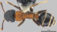 Camponotus fijianus casent0177590 d 1 high.jpg
