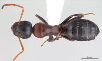 Camponotus kurdistanicus antweb1008056 d 1 high.jpg