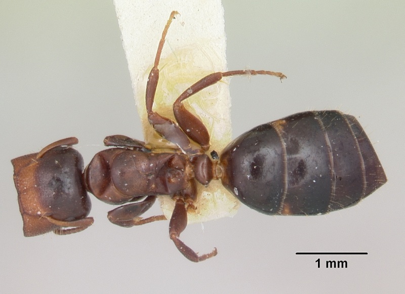 File:Camponotus mississippiensis casent0103357 dorsal 1.jpg