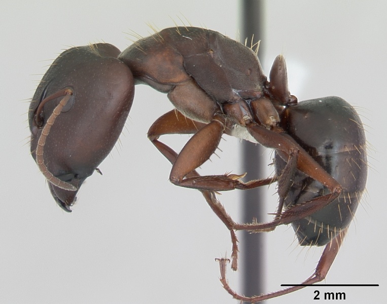 File:Camponotus punctulatus casent0173437 profile 1.jpg