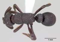 Loboponera basalis casent0003111 dorsal 1.jpg