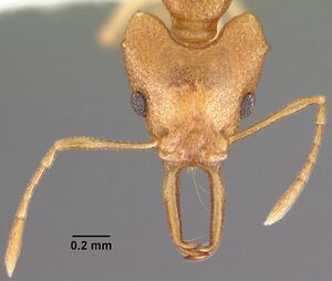 Microdaceton exornatum casent0102250 head 1.jpg