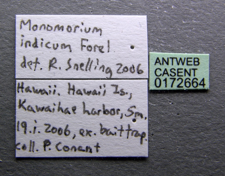 File:Monomorium indicum casent0172664 label 1.jpg