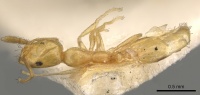 Monomorium pallidum casent0902219 d 1 high.jpg