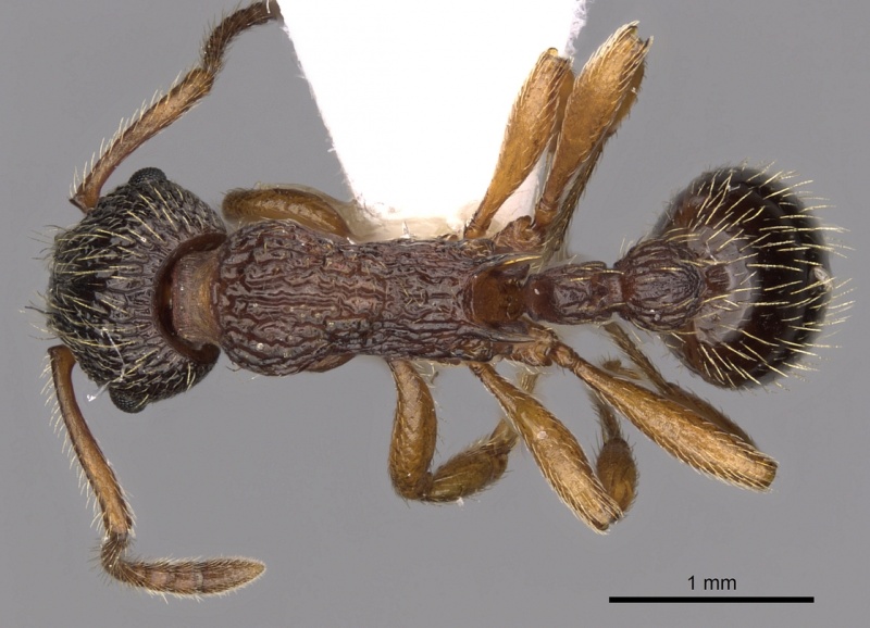 File:Myrmica onoyamai D casent0900295.jpg