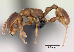 Nesomyrmex madecassus casent0487130 profile 1.jpg