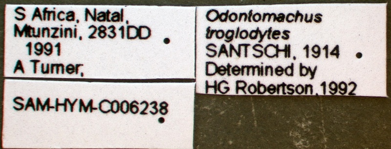 File:Odontomachus troglodytes sam-hym-c006238a label 1.jpg