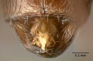 Pheidole ajax inbiocri001280413 head 2.jpg