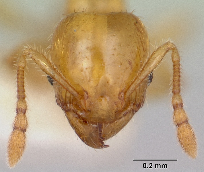 File:Pheidole lamia casent0172696 head 1.jpg