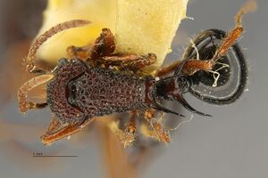 Polyrhachis-etheli-Type-had2.jpg