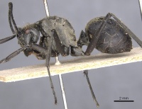 Polyrhachis vestita casent0901831 p 1 high.jpg