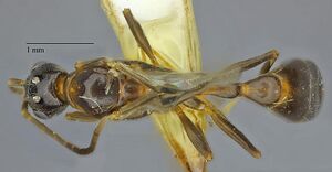 Pseudomyrmex apached dorsal male.jpg