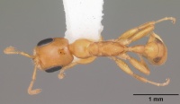 Pseudomyrmex pallidus casent0103890 dorsal 1.jpg