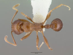 Tetramorium praetextum castype13391 dorsal 1.jpg