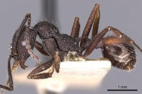 Aphaenogaster relicta casent0900419 p 1 high.jpg