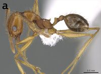 Aphaenogaster sarae 5a.jpg