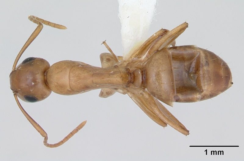 File:Camponotus curviscapus casent0173553 dorsal 1.jpg