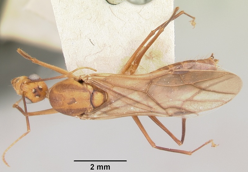 File:Camponotus maculatus casent0101355 dorsal 1.jpg