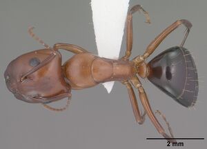 Camponotus sayi casent0102781 dorsal 1.jpg