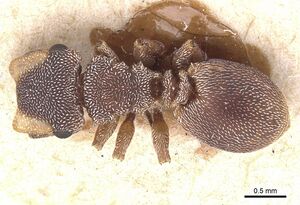 Cephalotes fossithorax casent0912599 d 1 high.jpg