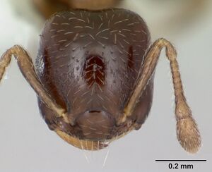 Crematogaster nitidiceps casent0173942 head 1.jpg