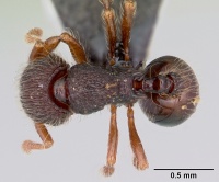 Lachnomyrmex scrobiculatus casent0103243 dorsal 1.jpg